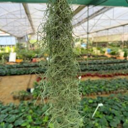 Spanish moss ( jumbo sized)