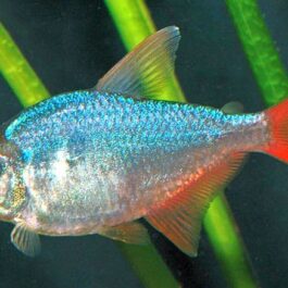 Columbian tetra ( 9 pcs)