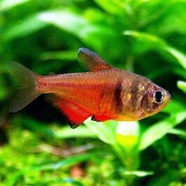 Flame tetra ( 9 pcs)