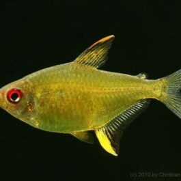Tetra combo ( 3 pcs lemon, 3 pcs flame tetra, 3 pcs Columbian tetra)