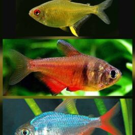 Tetra combo ( 3 pcs lemon, 3 pcs flame tetra, 3 pcs Columbian tetra)