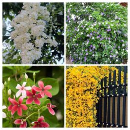 Vines Combo (Manimulla, Yesterday today tomorrow, Rangoon and Cat claw)