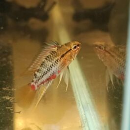 Apistogramma hongsloyi ( 3 pcs)