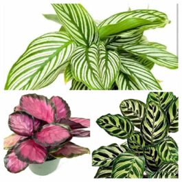 Calathea combo 3(Rusco, white pinstripe, peacock)