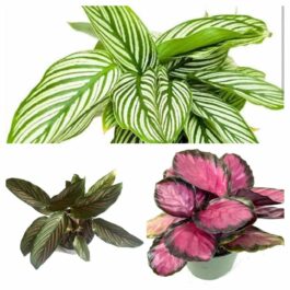 Calathea combo 3(Rusco, white pinstripe, Rose pinstripe)
