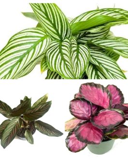 Calathea combo 3(Rusco, white pinstripe, Rose pinstripe)