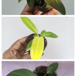 Philodendron combo (melanochrysum,gloriosum, golden melinonii)