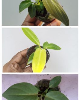 Philodendron combo (melanochrysum,gloriosum, golden melinonii)