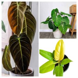 Philodendron combo (melanochrysum,gloriosum, golden melinonii)