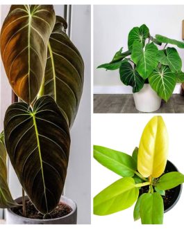 Philodendron combo (melanochrysum,gloriosum, golden melinonii)