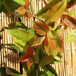 Lemon vine Variegated ( jiffy)