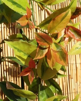 Lemon vine Variegated ( jiffy)