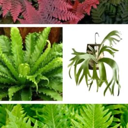 Fern combo 1(Brazilian tree, Victoria, staghorn)