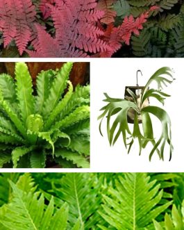 Fern combo 1(Brazilian tree, Victoria, Japanese, staghorn)
