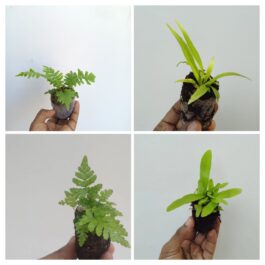 Fern combo 1(Brazilian tree, Victoria, staghorn)