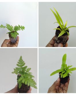 Fern combo 1(Brazilian tree, Victoria, Japanese, staghorn)