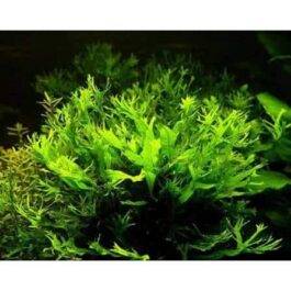 Microsorum pteropus ‘Staghorn fern’ / Windelov fern( pot)