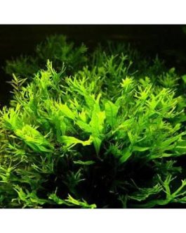 Microsorum pteropus ‘Staghorn fern’ / Windelov fern( pot)