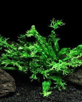 Microsorum pteropus ‘Staghorn fern’ / Windelov fern( pot)