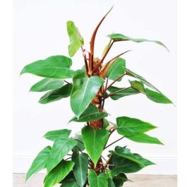 Philodendron Red Emerald( Small Sized -jiffy)