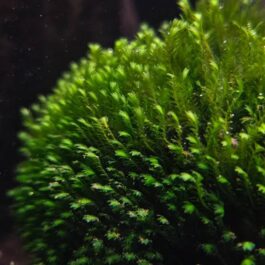 Fissidens Crispulus/Zipper Moss(on steel mesh)