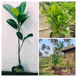 Fruits combo (miracle fruit, Vietnam jack, Barbados cherry)