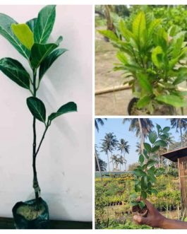 Fruits combo (miracle fruit, Vietnam jack, Barbados cherry)