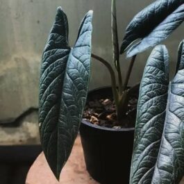 Alocasia Scalprum (small jiffy)