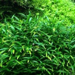 Jumbo sized TC cup- Cryptocoryne parva (Tissue Culture cup)