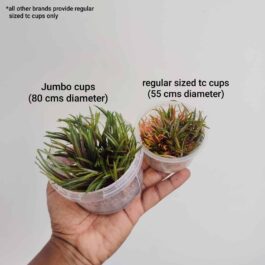 Jumbo sized TC cup- Cryptocoryne parva (Tissue Culture cup)