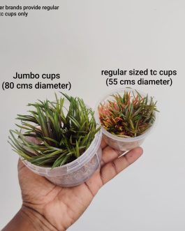 Jumbo sized TC cup- Cryptocoryne parva (Tissue Culture cup)