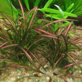 Jumbo sized TC cup- Echinodorus tenellus red Micro/ Helanthium tenellum red (Tissue Culture cup)