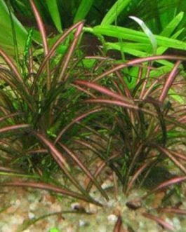 Jumbo sized TC cup- Echinodorus tenellus  red Micro/ Helanthium tenellum red (Tissue Culture cup)