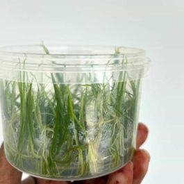 Jumbo sized TC cup- Echinodorus tenellus red Micro/ Helanthium tenellum red (Tissue Culture cup)