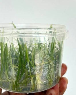 Jumbo sized TC cup- Echinodorus tenellus  red Micro/ Helanthium tenellum red (Tissue Culture cup)