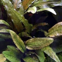 Jumbo sized TC cup- Cryptocoryne Tropica (Tissue Culture cup)