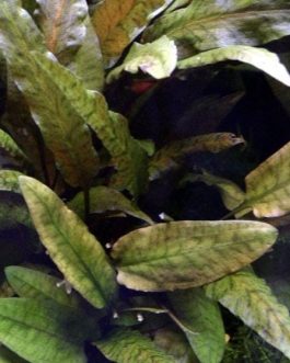 Jumbo sized TC cup- Cryptocoryne Tropica (Tissue Culture cup)