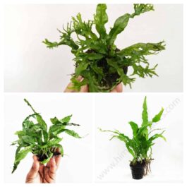 Aquatic fern combo (Philippine, Wrinkled java and Windelov fern – pot only)