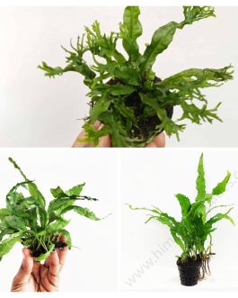 Aquatic fern combo (Philippine, Wrinkled java and Windelov fern – pot only)