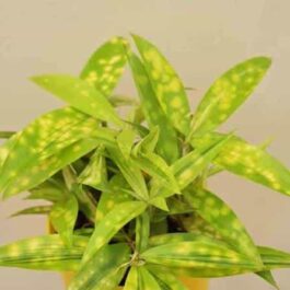 5 plants of Golden milky combo ( medium sized)