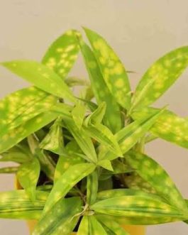5 plants of Golden milky combo ( medium sized)