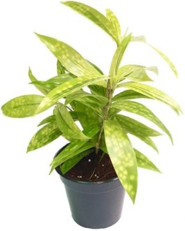 5 plants of Golden milky combo ( medium sized)