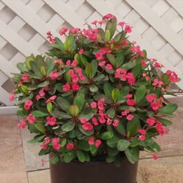 5 plants of Eurphorbia Milii Dwarf Apache Red
