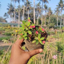 5 plants of Eurphorbia Milii Dwarf Apache Red