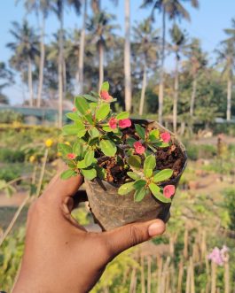 5 plants of Eurphorbia Milii Dwarf Apache Red