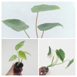 Alocasia combo 1(Cucullata golden, Scalprum, Gigantia California- jiffy sized)