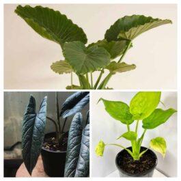 Alocasia combo 1(Cucullata golden, Scalprum, Gigantia California- jiffy sized)