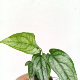 Monstera Siltepecana( Jiffy)