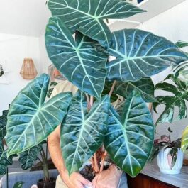Alocasia Pink Dragon (jiffy)