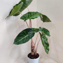 Alocasia Pink Dragon (jiffy)